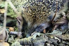 Igel-02