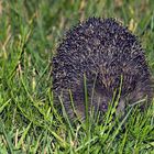 Igel