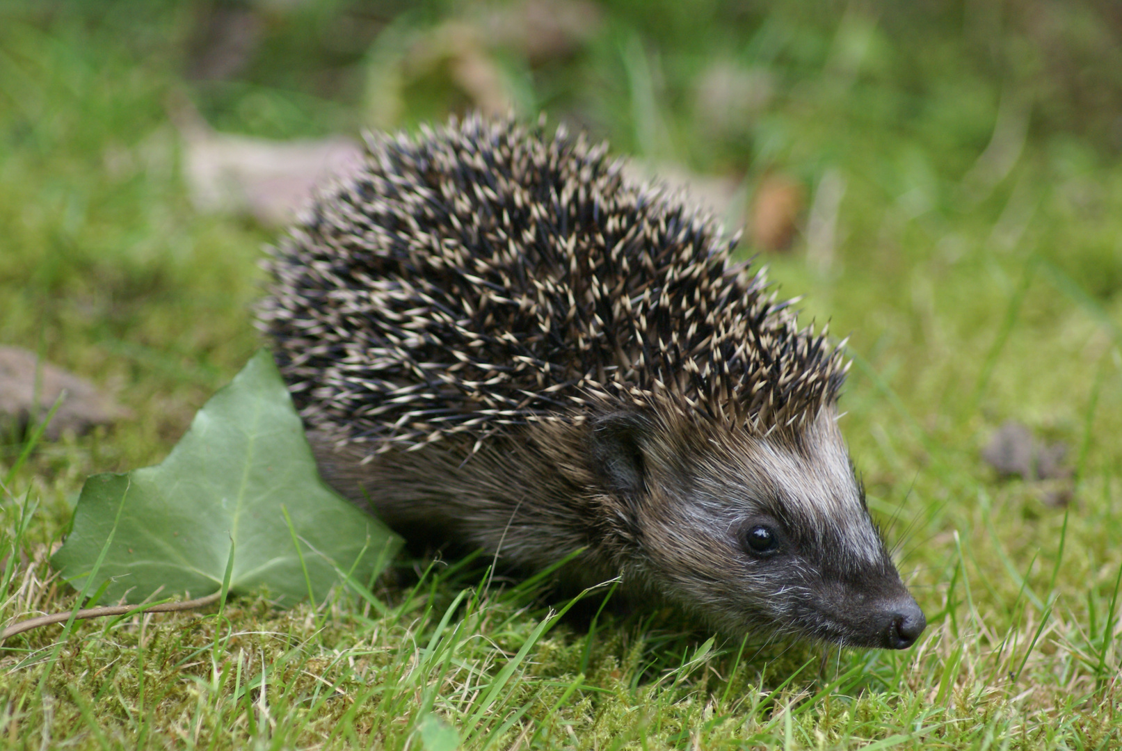 Igel