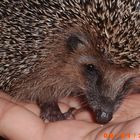 Igel