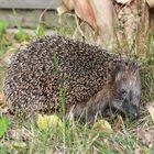 IGEL