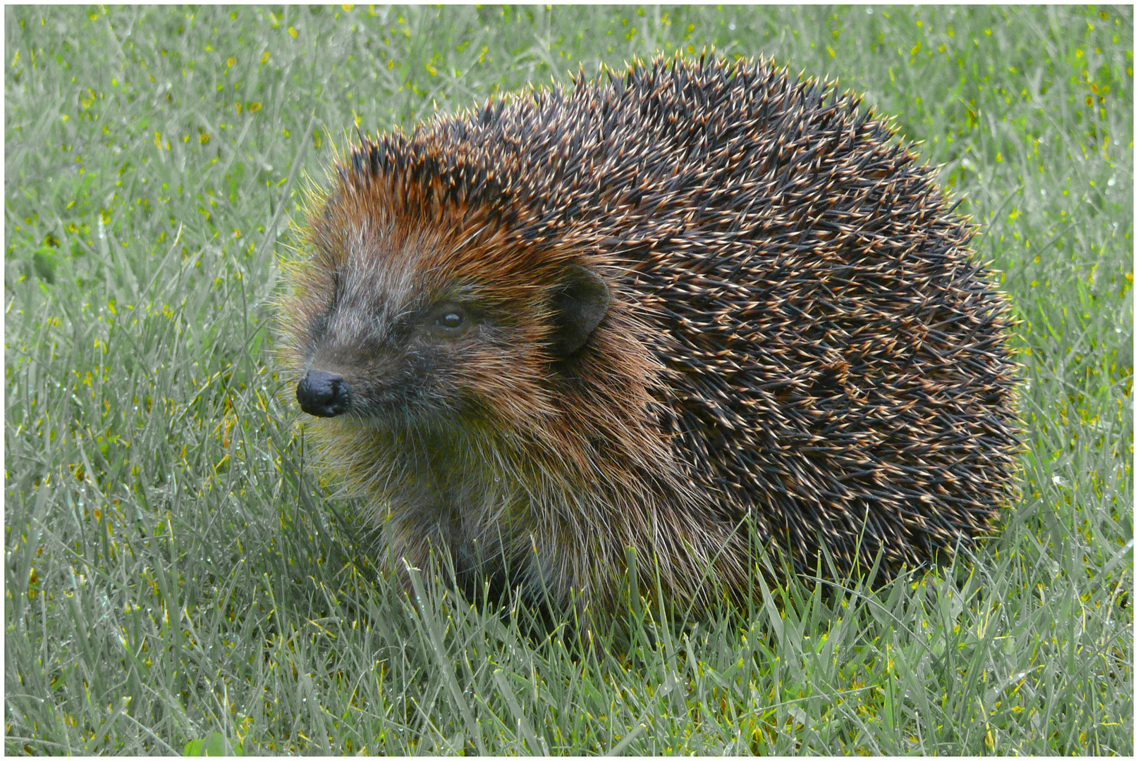 Igel (1)