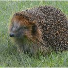 Igel (1)