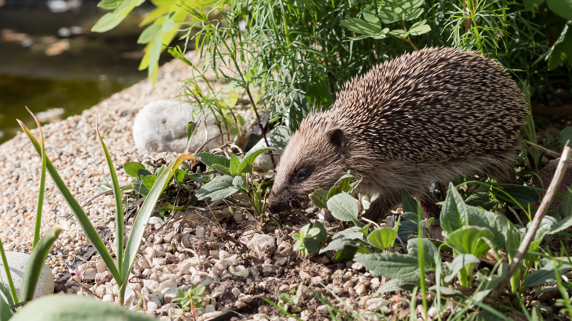 Igel 1