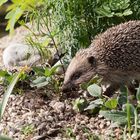 Igel 1