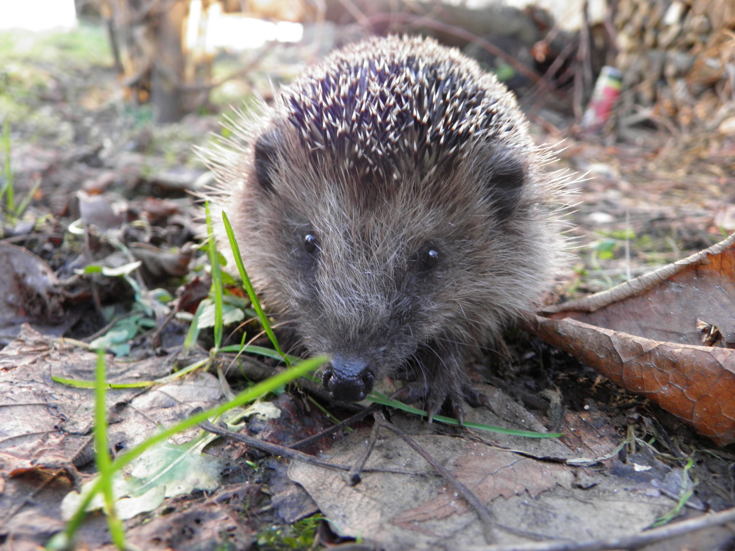 Igel