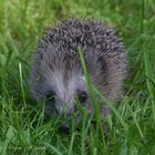 Igel - 120g