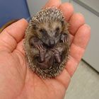 Igel 145-2009