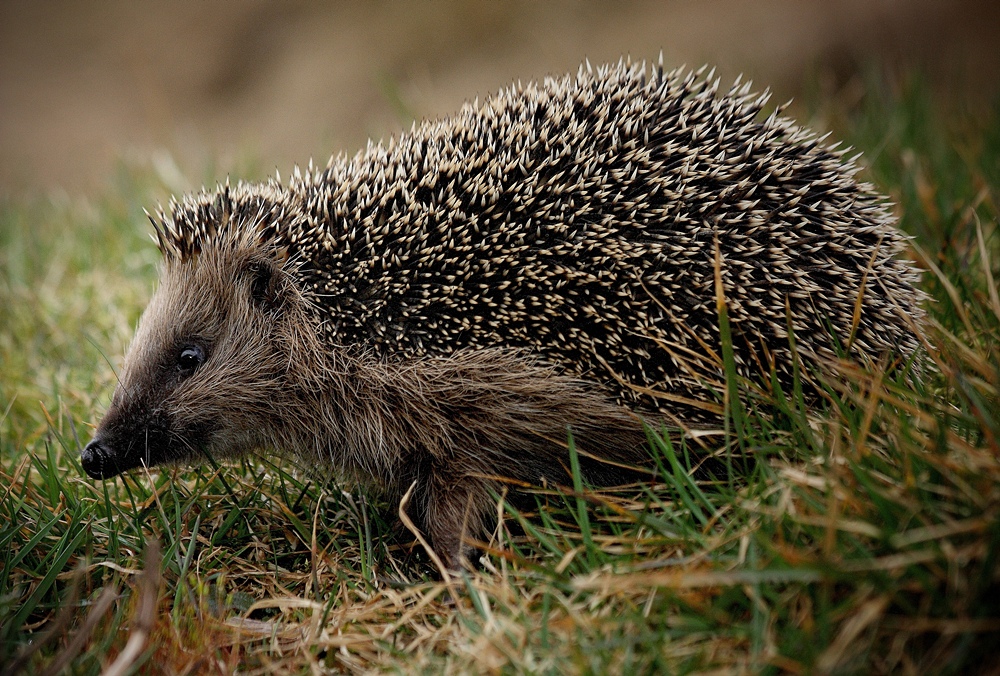 igel