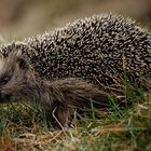 igel