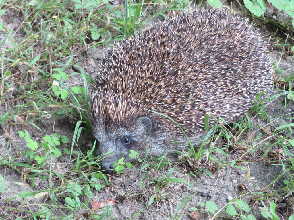 Igel 