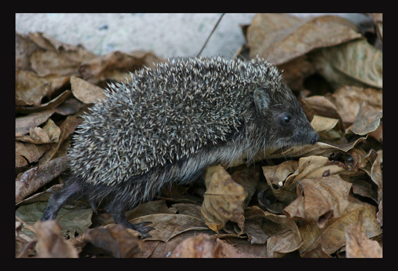 Igel