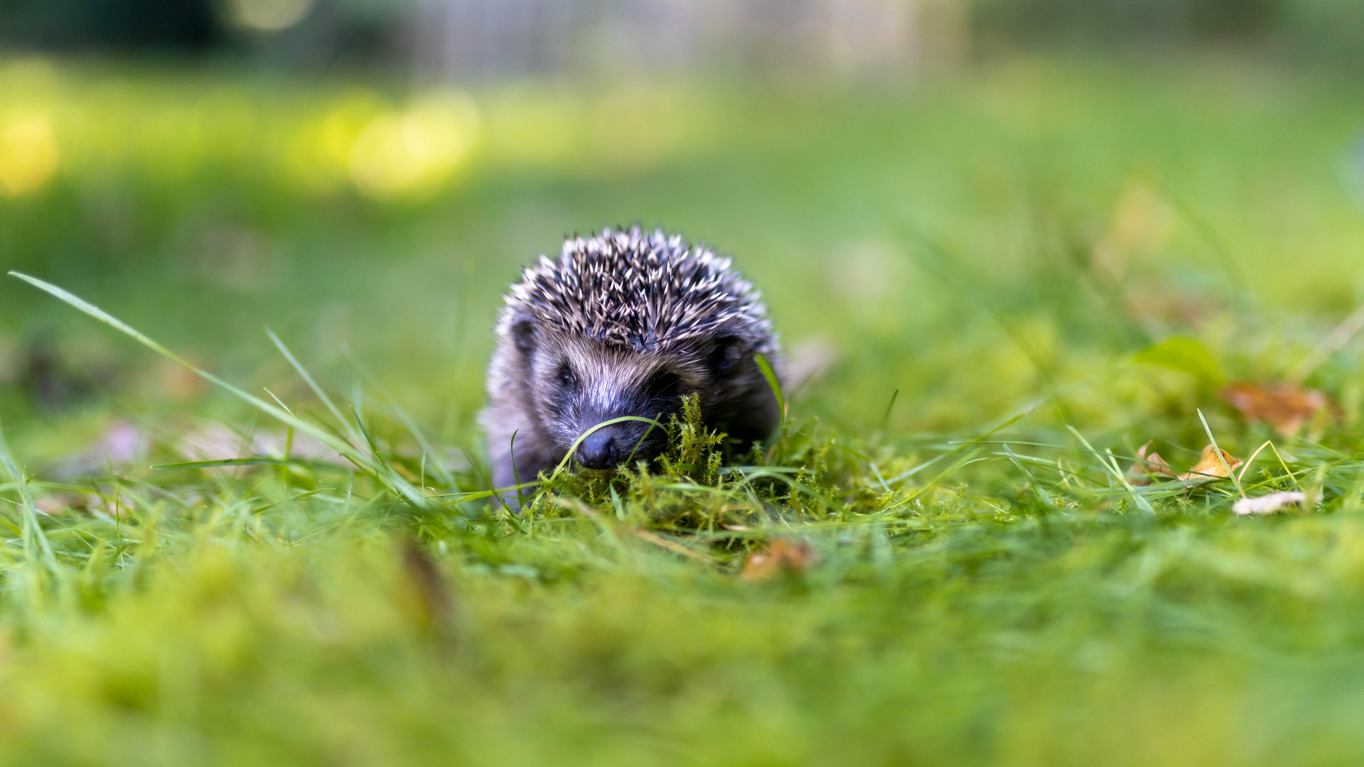 IGEL