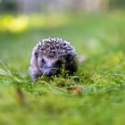 IGEL