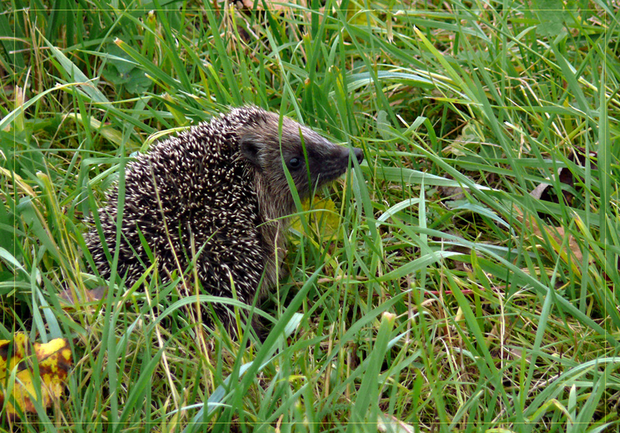 Igel