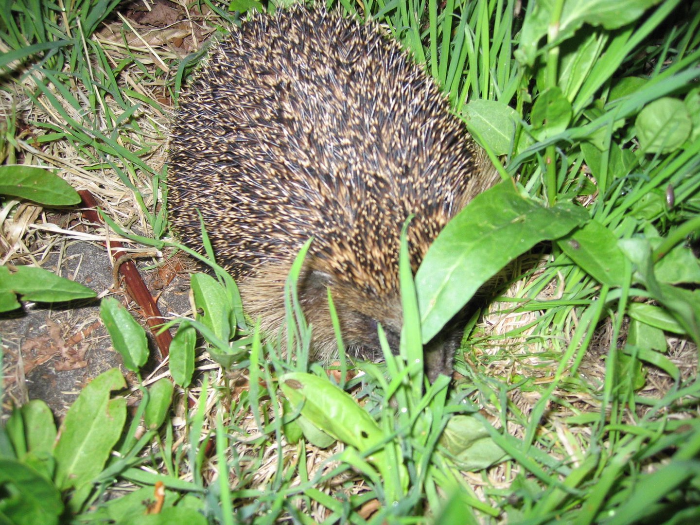 Igel