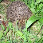 Igel