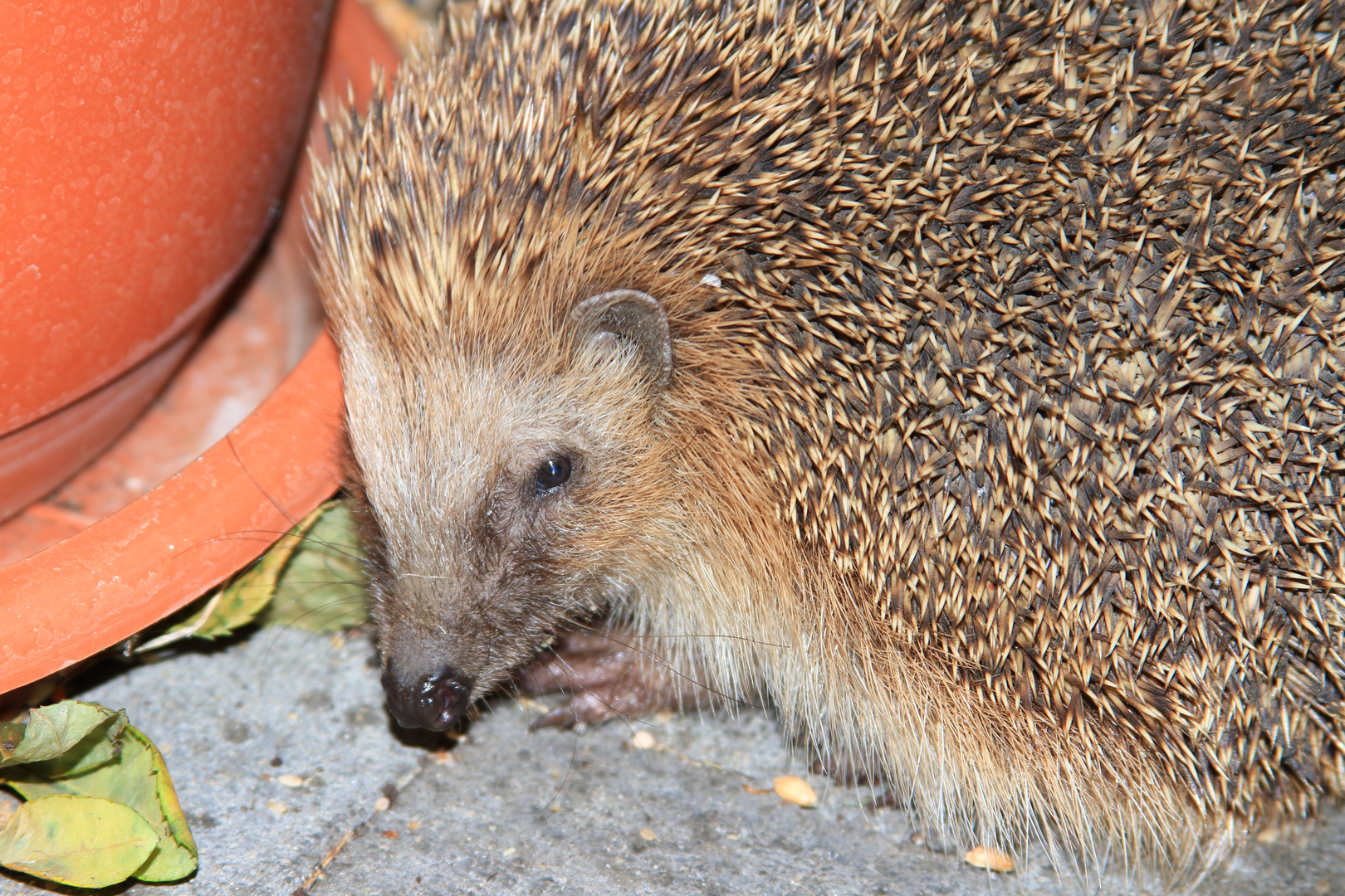 Igel 2