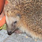 Igel 2