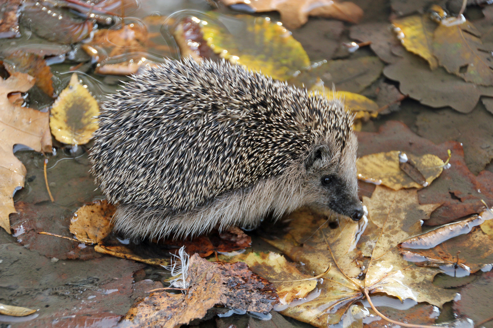 Igel / 2