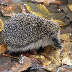 Igel / 2