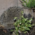 Igel 2