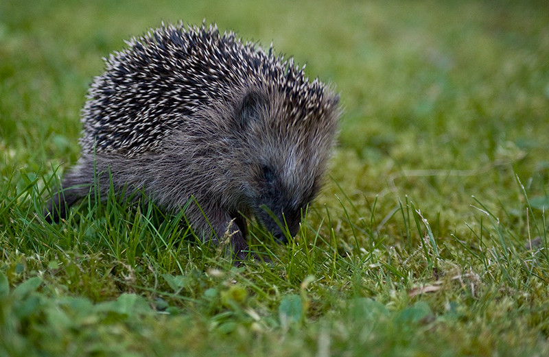 Igel 2