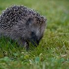 Igel 2