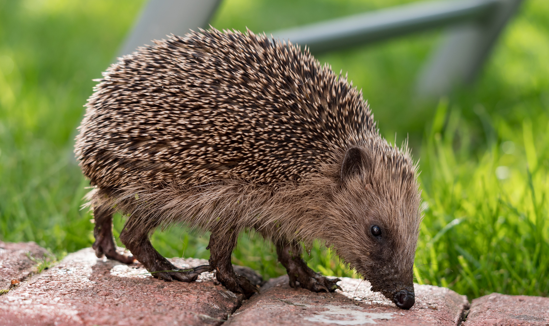 Igel 2