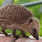 Igel 2