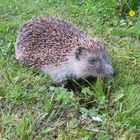 Igel 2