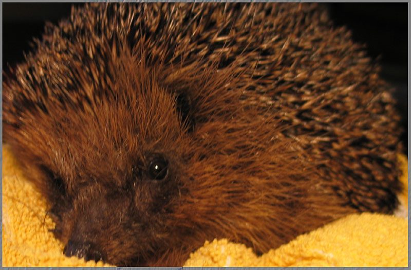 Igel 2001