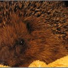 Igel 2001