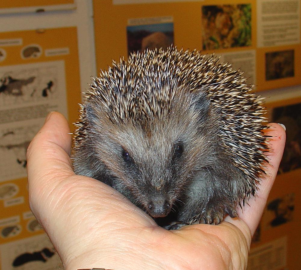 Igel 200/2008 nach 20 Tagen