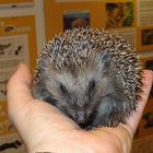 Igel 200/2008 nach 20 Tagen