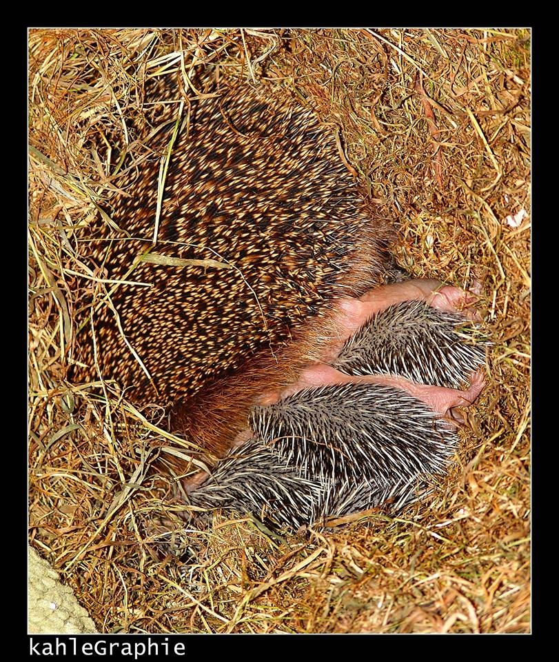 Igel