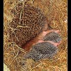 Igel