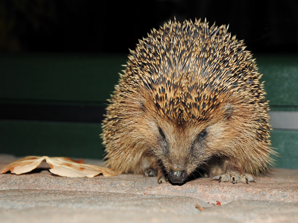 Igel