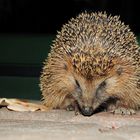 Igel