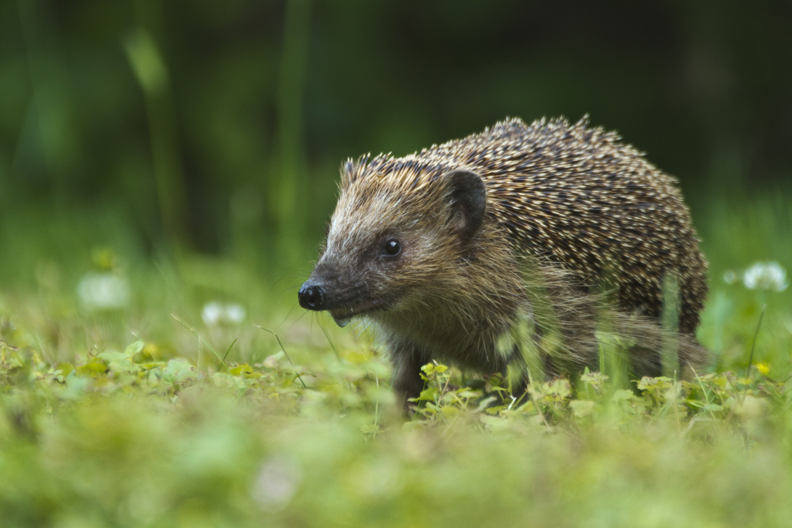 Igel