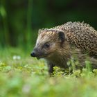 Igel