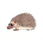 igel