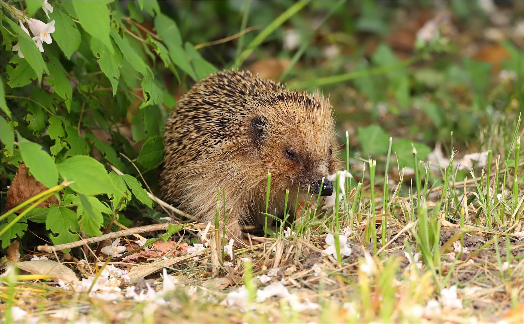 Igel