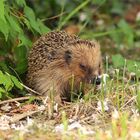 Igel