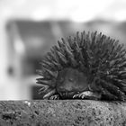 Igel