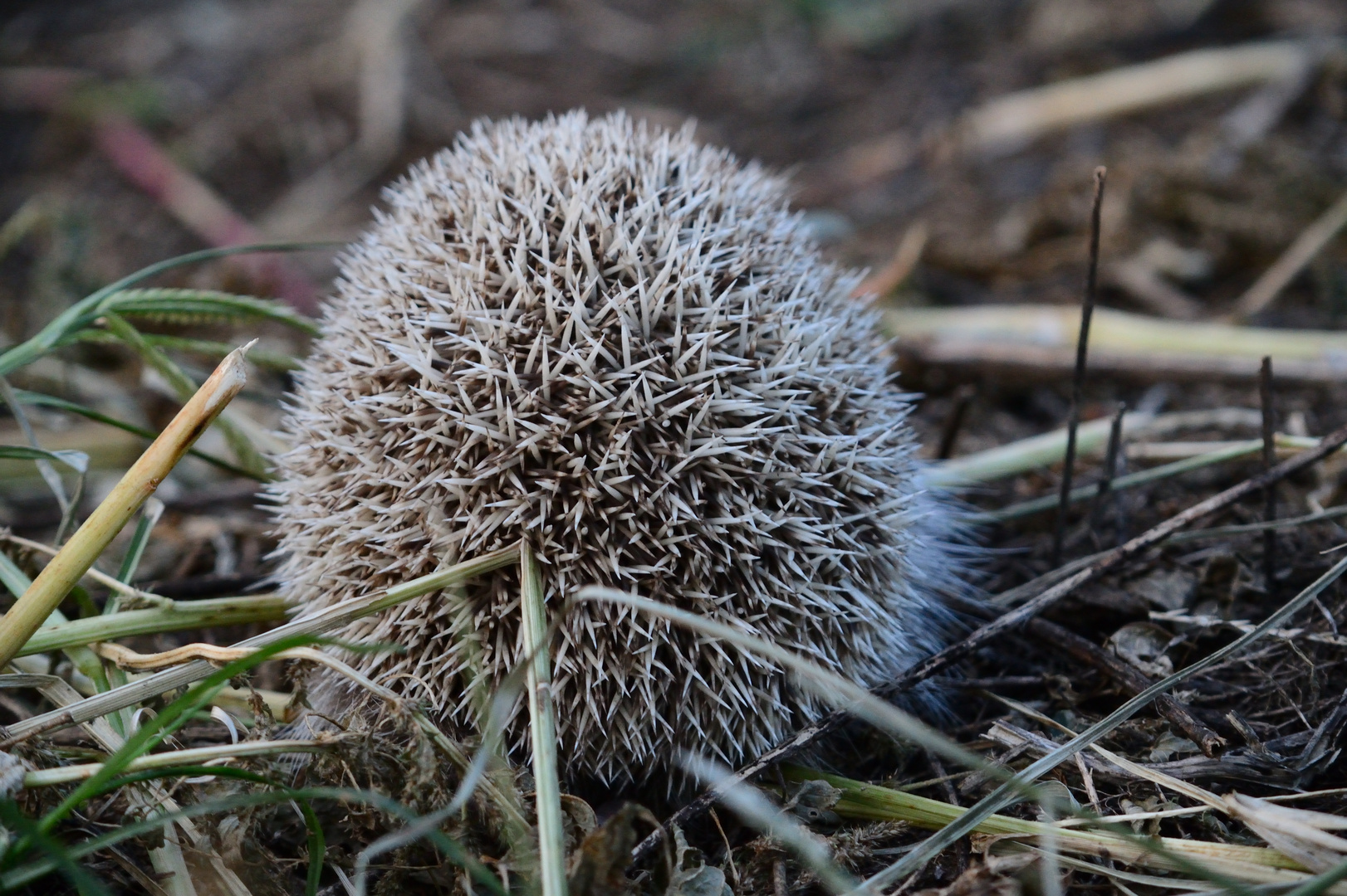 Igel 3