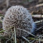 Igel 3