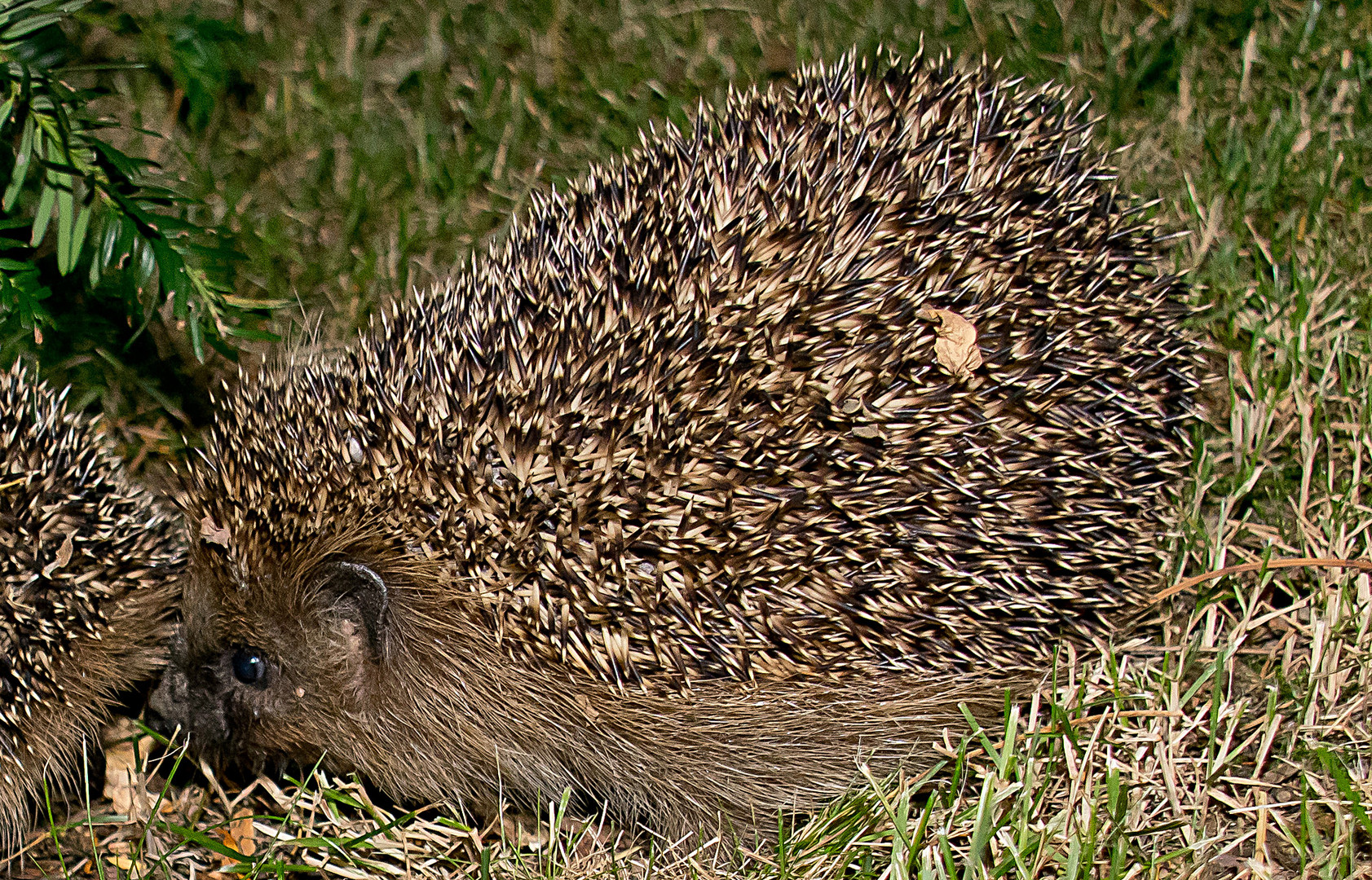 Igel 3