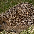 Igel 3