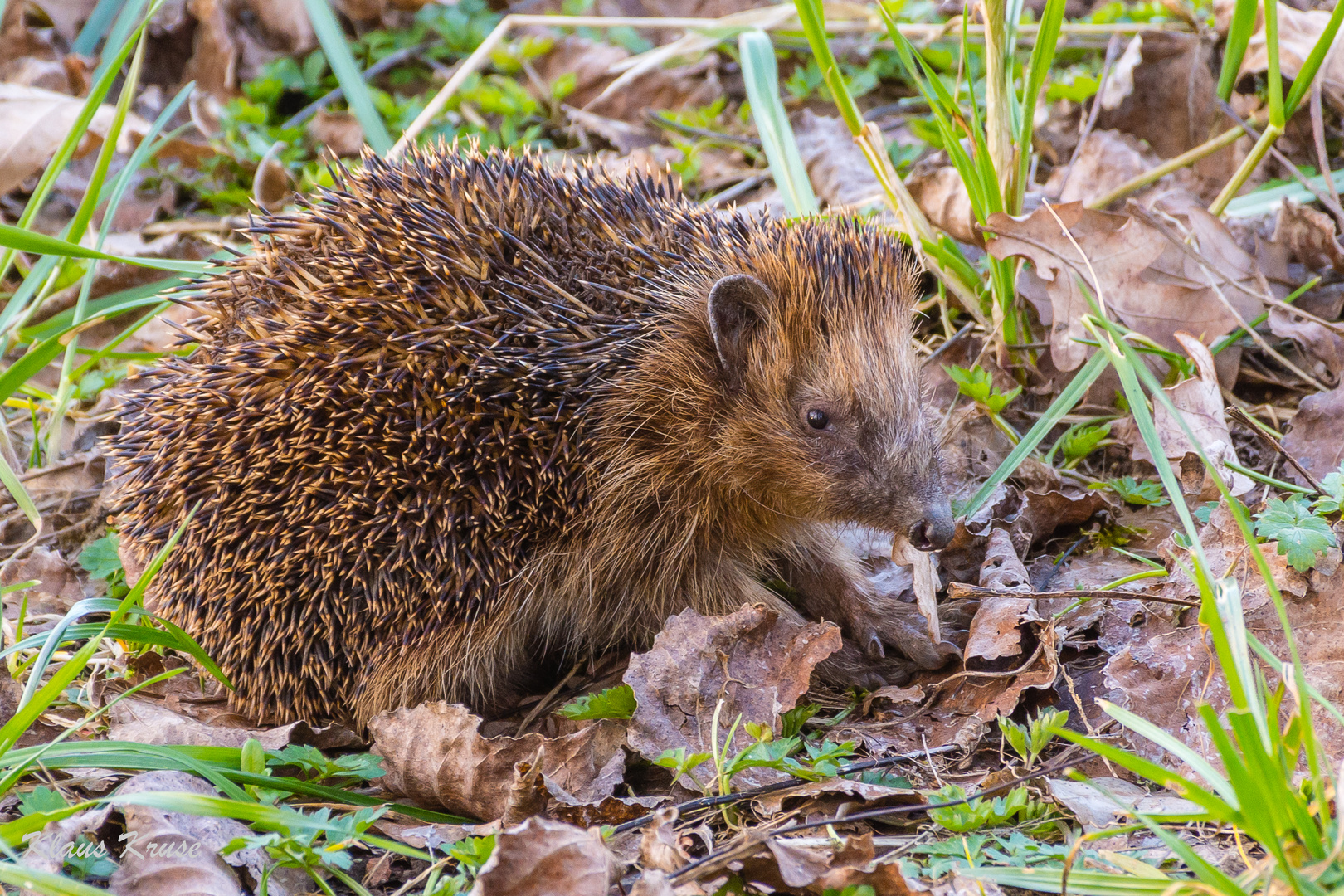 Igel